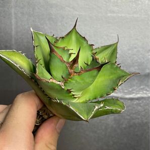 多肉植物 【特選】 アガベ agave titanota チタノタ『宝珠』 3の画像1