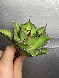 多肉植物　【特選】　アガベ　agave titanota チタノタ『宝珠』 3