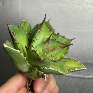 多肉植物 【特選】 アガベ agave titanota チタノタ『宝珠』 3の画像5