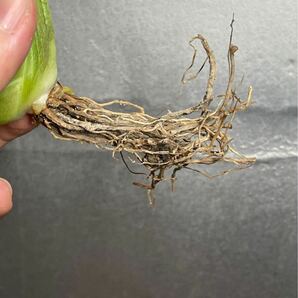 多肉植物 【特選】 アガベ agave titanota チタノタ『宝珠』 3の画像9