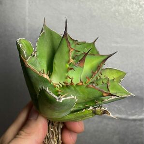 多肉植物 【特選】 アガベ agave titanota チタノタ『宝珠』 3の画像4