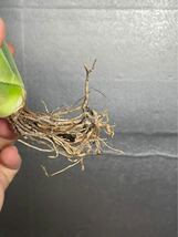 多肉植物　【特選】　アガベ　agave titanota チタノタ『宝珠』 4_画像8