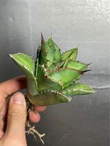 多肉植物　【特選】　アガベ　agave titanota チタノタ『宝珠』 4_画像4
