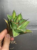 多肉植物　【特選】　アガベ　agave titanota チタノタ『宝珠』 4_画像3