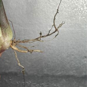 多肉植物 【特選】 アガベ agave titanota チタノタ『魔丸』 3の画像7