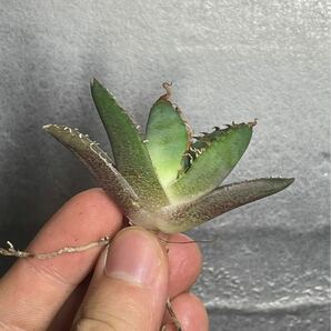 多肉植物 【特選】 アガベ agave titanota チタノタ『魔丸』 3の画像2