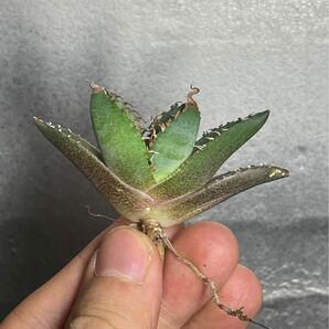 多肉植物 【特選】 アガベ agave titanota チタノタ『魔丸』 3の画像1