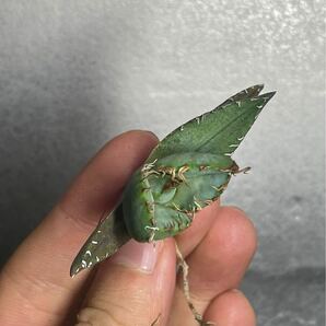 多肉植物 【特選】 アガベ agave titanota チタノタ『魔丸』 3の画像4