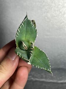 多肉植物　【特選】　アガベ　agave titanota チタノタ『南アフリカダイヤモンド』　2