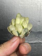 　多肉植物　ハオルチアブルーレンズオブツーサ錦糊斑極上株　サボテン　1_画像2
