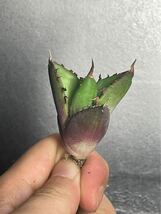 多肉植物　アガベ チタノタ　ハデス / Agave titanota Hades 極上刺 1_画像4