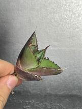 多肉植物　アガベ チタノタ　ハデス / Agave titanota Hades 極上刺 1_画像6