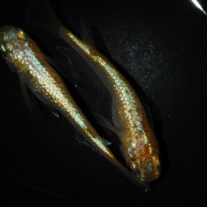 【紀州メダカ】 超極上 現物産卵中種親個体 サンシャイン 1ペア その2の画像6