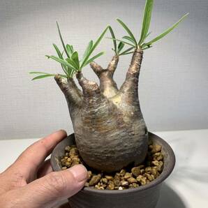 1 塊根植物-パキポディウム グラキリス コーデックス 多肉植物 現地株 ☆発根済の画像7