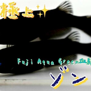 【めだか王国】 Fuji Aqua Green血統 ゾンビ 超極上 有精卵10＋a(補償分) (サンシャイン、ハイビスカス、ネプチューン)の画像1