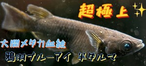 【めだか王国】大間メダカ血統　鴉羽ブルーアイ　半ダルマ　超極上　有精卵10＋a(補償分) (サンシャイン、ネプチューン、フロマージュ)