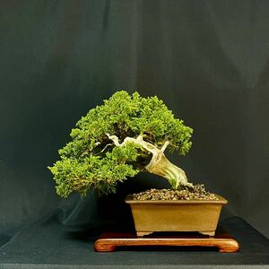 * подлинный Kashiwa высота дерева 19cm shohin bonsai мир горшок . прекрасный способ .. есть Gin . автомобиль li. * бонсай сосна satsuki Rhododendron indicum клен клен Sakura слива сосна Kashiwa . дерево цветок предмет оригинал мох горшок 