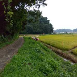 新米 令和5年産多古米コシヒカリ玄米３０ｋｇ （谷津田収穫分）  農家直売数量限定の画像8