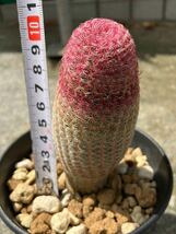 第4種可/04.24撮影/エキノケレウス紫太陽/ Echinocereus サボテン・多肉植物_画像1