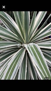 第4種発送可04.18撮影AGAVE アガベ ハクセンコウ白閃光 斑入り良形かき仔