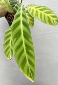 Calathea zebrina カラテア ゼブリナ クズウコンペルー便 【vandaka】