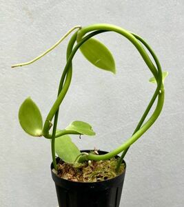 【vandaka】Vanilla pompona ssp. 'Grandiflora' バニラ ポンポナssp. 'グランディフローラ' ペルー便 バニララン