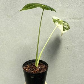 【vandaka】Alocasia micholitziana ‘Maxkowskii’ アロカシア ミコリツィアーナ 'マクスコウスキー' ペルー便 アロイドの画像8