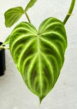 【vandaka】Philodendron verrucosum フィロデンドロン ベルコーサム アロイド_画像1