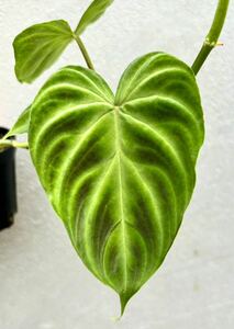 【vandaka】Philodendron verrucosum フィロデンドロン ベルコーサム アロイド