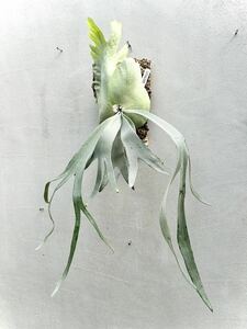 P. willinckii 'Stardust'wi Lynn key [vandaka] staghorn fern 