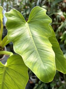 【vandaka】Philodendron speciosum フィロデンドロン スペシオーサム アロイド