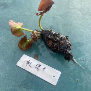 【温帯スイレン】札落ち株 睡蓮 水生植物 どの品種が咲くかはお楽しみ！ めだか ビオトープの画像3