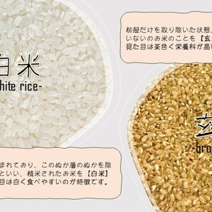 令和5年産 新潟県産 コシヒカリ 玄米30kg うまい米 米専門 みのりや ポイント消化 送料無料の画像7