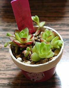 《薄紅蓮華》ちび苗 子株 多肉植物 寄せ植えに カット苗 抜き苗 シマエナガ1寸ポット（レッド）付き♪ オロスタキス