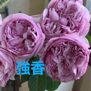 バラ鉢植え 強香　Y-3