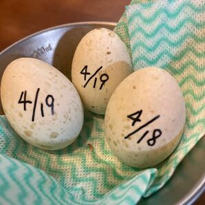 コールダック卵 【食用】3個の画像1