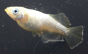 [甲斐メダカ]　ホワイトダイヤ×エメキン　稚魚20匹　光体型因子有り　#フロマージュ#ミッドナイトフリル#レッドクリフ　a