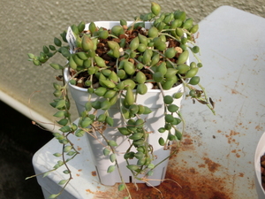  succulent plant *senesiopi-chi necklace pulling out seedling 
