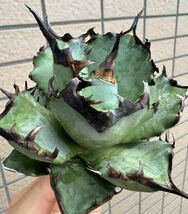 Agave Titanota ”阿修羅“ ほぼ連棘青葉個体　10CM ムチムチ　インドネシア産　アガベ　オテロイ　チタノタ　[Chill__Plants] チルプラ_画像1