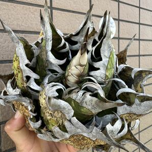 アガベ“OAXACA WILD” オアハカ バケモノレベル オテロイ メキシコ チタノタ 選抜個体株 チルプラ[Chill__Plants] の画像1