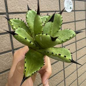 Agave ”Agave macroacantha × potatorum）八荒雷神 ムチムチ短葉個体 アガベ [Chill__Plants] チルプラの画像1