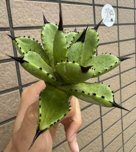 Agave ”Agave macroacantha × potatorum）八荒雷神　ムチムチ短葉個体　アガベ　[Chill__Plants] チルプラ