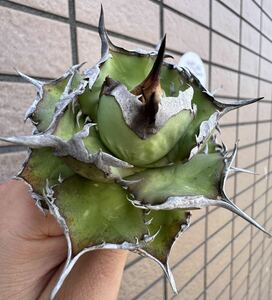 Agave Titanota ”ITALIY FO076” 超選抜個体　8CM“ 子株一株付き　イタリア産　アガベ　オテロイ　チタノタ　[Chill__Plants] チルプラ　