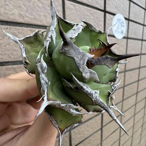 Agave Titanota ”ITALIY FO076” “7CM“イタリア産 アガベ オテロイ チタノタ [Chill__Plants] チルプラ の画像2