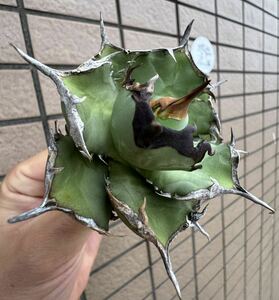 Agave Titanota ”ITALIY FO076” “7CM“(03) イタリア産　アガベ　オテロイ　チタノタ　[Chill__Plants] チルプラ　