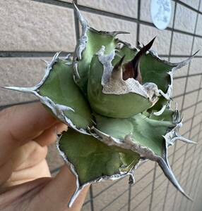 Agave Titanota ”ITALIY FO076” (02) 子株2株付き　 “7CM“イタリア産　アガベ　オテロイ　チタノタ　[Chill__Plants] チルプラ　