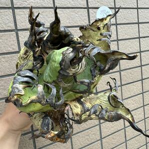 アガベ“OAXACA WILD””Super Special Edition ” バケモノ個体 オテロイ メキシコ チタノタ 選抜個体株 チルプラ[Chill__Plants] の画像4