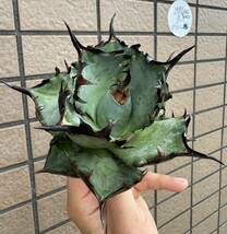 Agave Titanota ”阿修羅“ ほぼ連棘青葉個体　10CM ムチムチ　インドネシア産　アガベ　オテロイ　チタノタ　[Chill__Plants] チルプラ_画像7