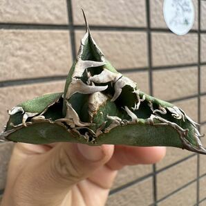 Agave Titanota ”COK_01” 特選子株 ぶつぶつ エアー発根済み インドネシア産 アガベ オテロイ チタノタ [Chill__Plants] チルプラの画像4