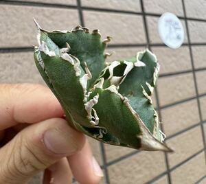 Agave Titanota ”COK_01” 特選子株　ぶつぶつ　インドネシア産　アガベ　オテロイ　チタノタ　[Chill__Plants] チルプラ　